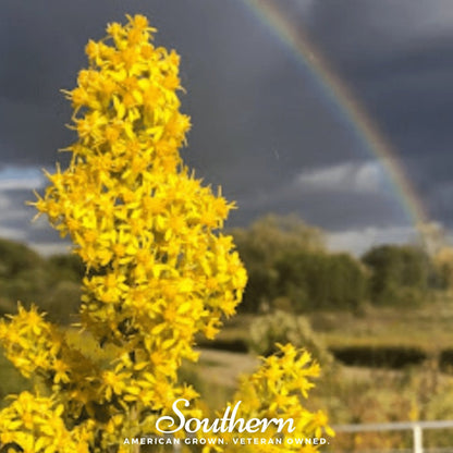 Showy Goldenrod – 100 Seeds
