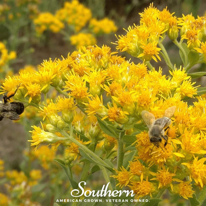 Stiff Goldenrod – 100 Seeds