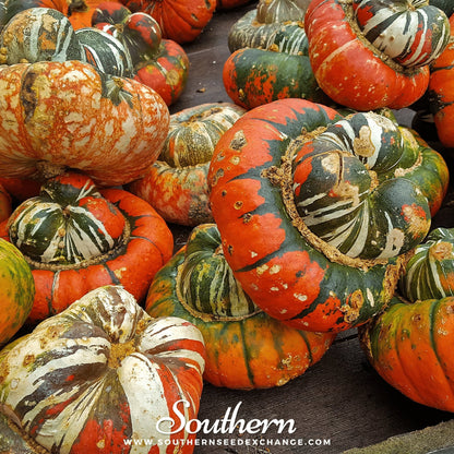 Turks Turban Gourd – 10 Seeds