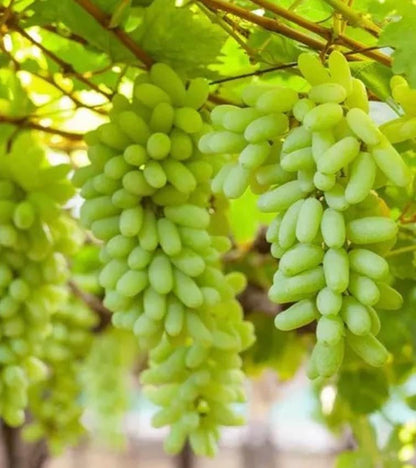 Green Finger Grape Heirloom Seeds - Vitus Vinifera - Non GMO - Tasty Sweet Fruit