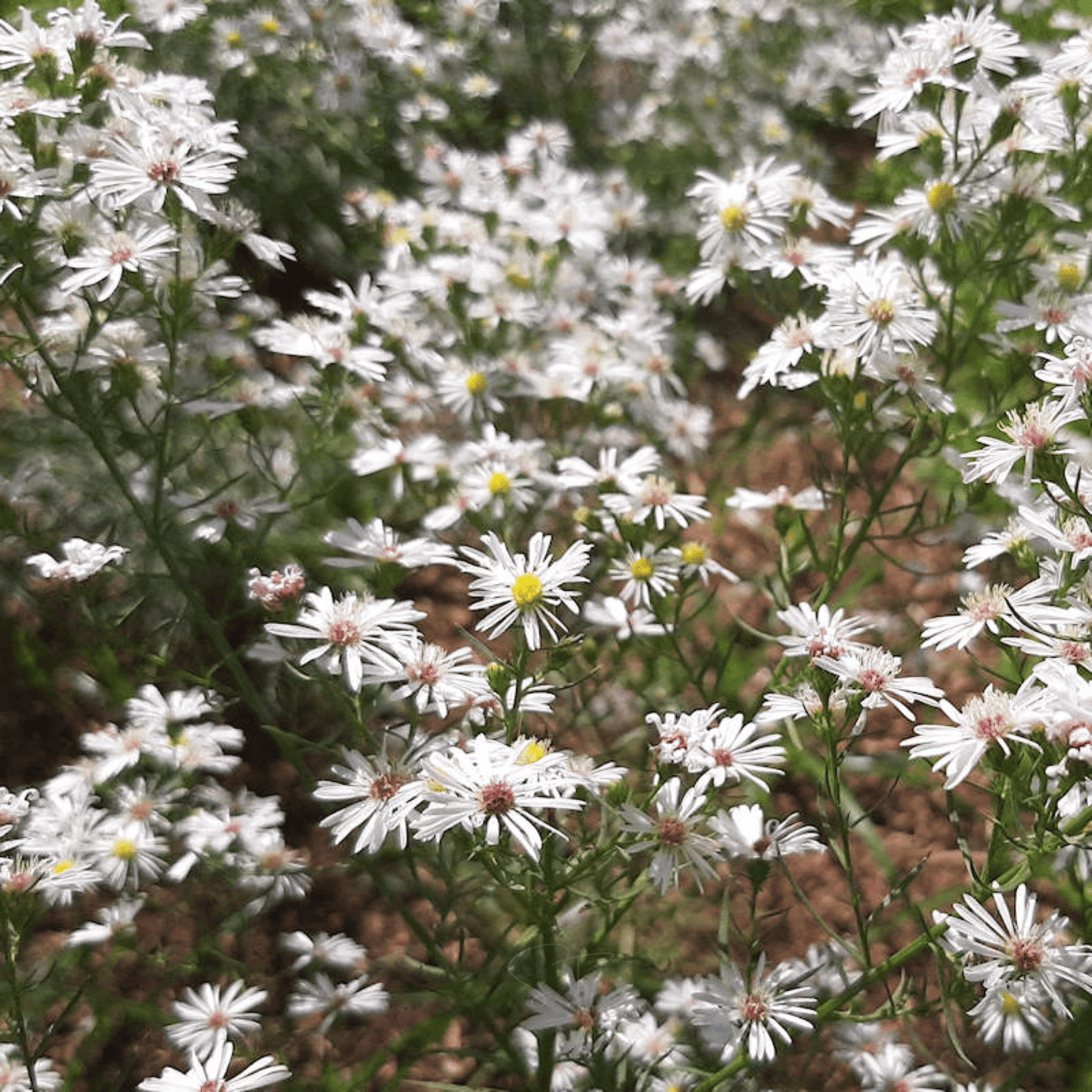 Heath White Aster – 50 Seeds