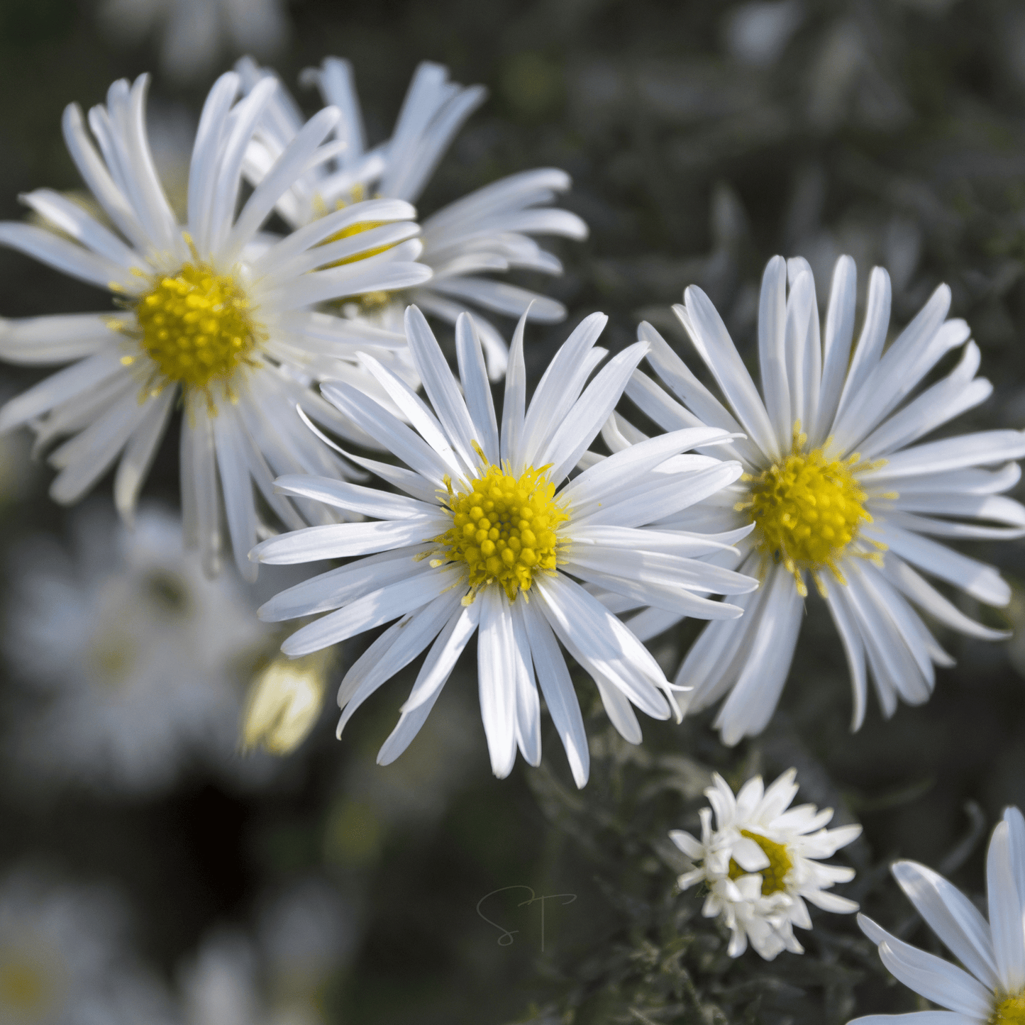Heath White Aster – 50 Seeds