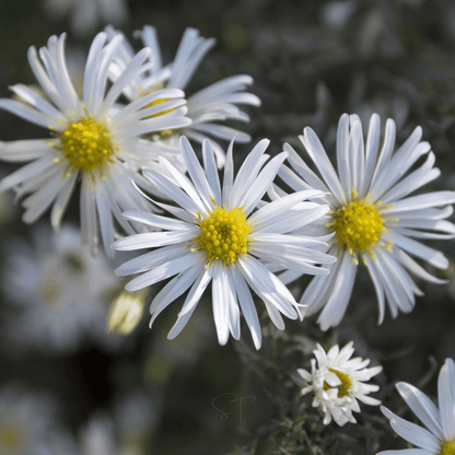Heath White Aster – 50 Seeds