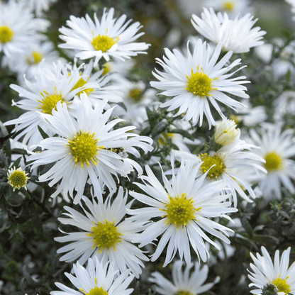 Heath White Aster – 50 Seeds