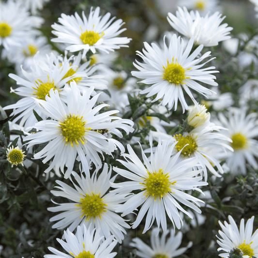 Heath White Aster – 50 Seeds