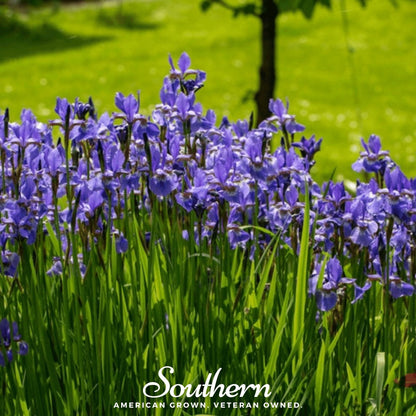 Northern Blue Flag Iris – 25 Seeds