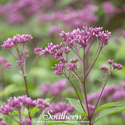 Spotted Joe Pye Weed – 100 Seeds
