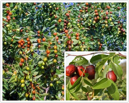 Jujube - 10 Seeds - Ziziphus Jujuba Fruit Tree