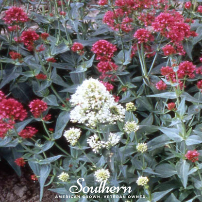 Jupiter’s Beard Mix – 50 Seeds