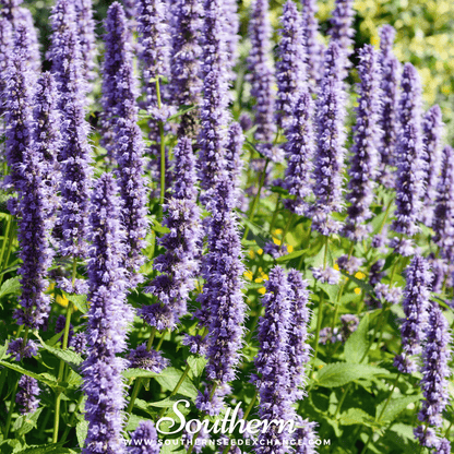 Korean Mint – 50 Seeds