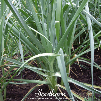 Giant Musselburgh Leek – 200 Seeds