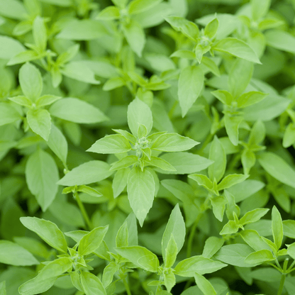 Lemon Basil – 250 Seeds