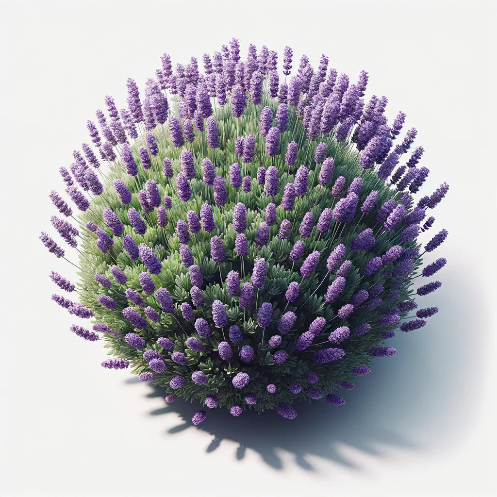 Lavender (Munstead) (4x)