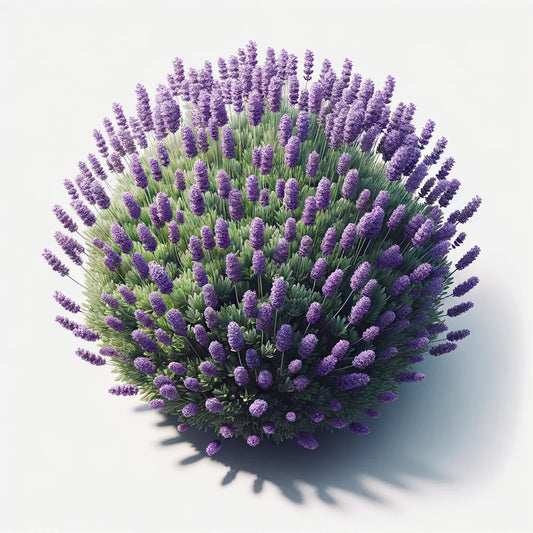 Lavender (Munstead) (4x)