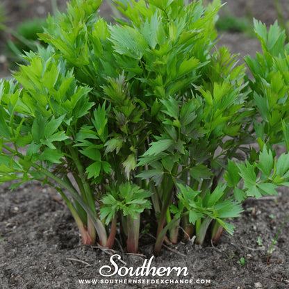 Lovage – 50 Seeds