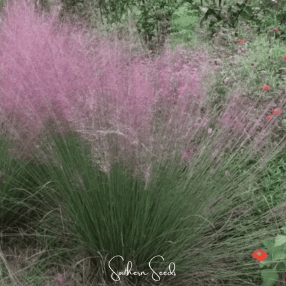 Purple Love Grass – 50 Seeds