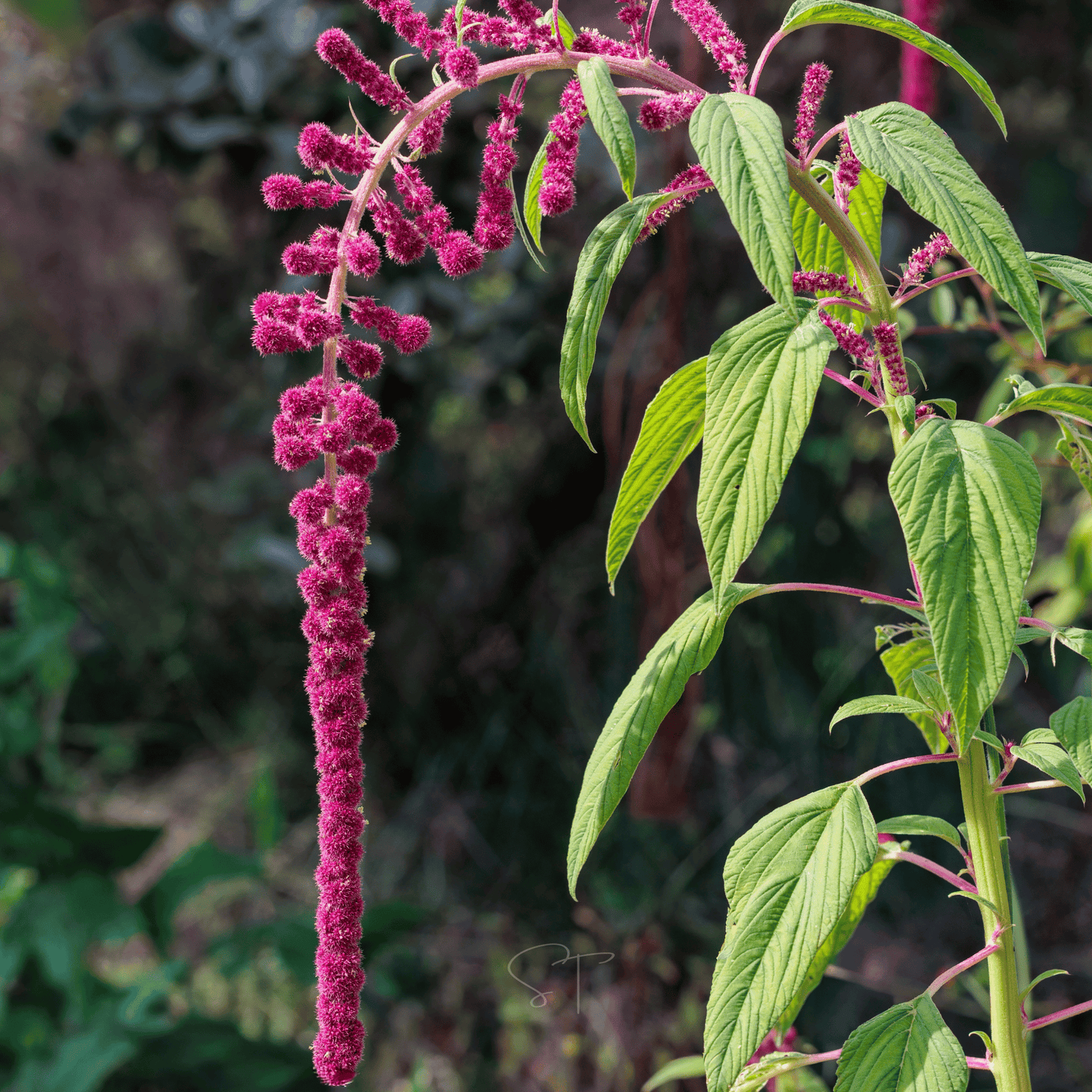 Love Lies Bleeding Amaranth – 250 Seeds