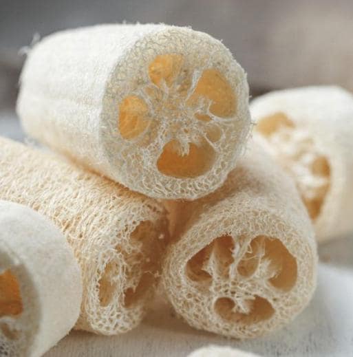 Luffa Sponge Gourd Seeds - Luffa Cylindrica - Easy to Grow Vegetable Garden