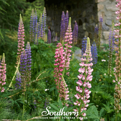 Russell Lupine – 50 Seeds