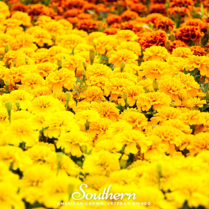 Sparky Marigold (French) – 100 Seeds