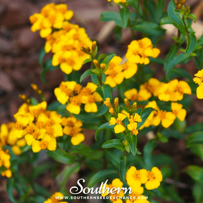Mexican Mint, Mexican Tarragon – 50 Seeds