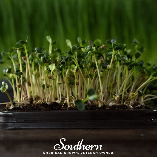 Broccoli Microgreens – 10 grams