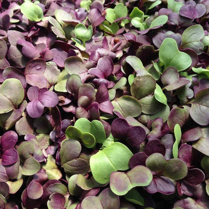 Confetti Radish Microgreen – 10 grams
