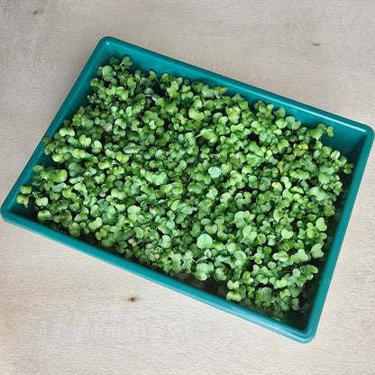 Broccoli