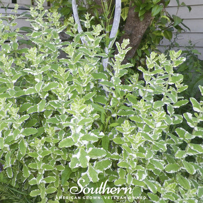 Pineapple Mint – 25 Seeds