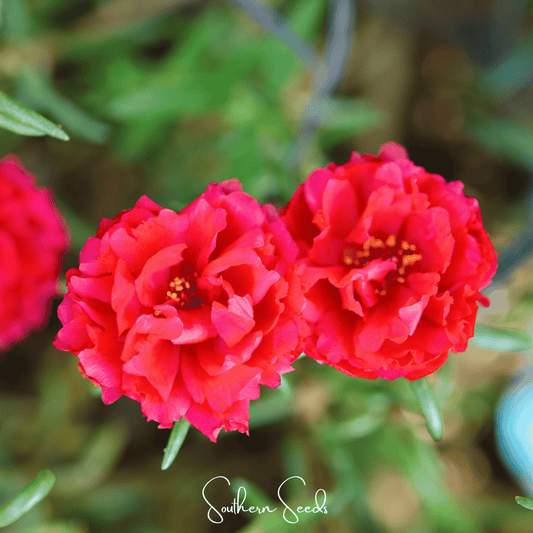 Red Moss Rose – 250 Seeds