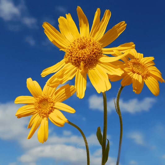 Mountain Arnica – 20 Seeds