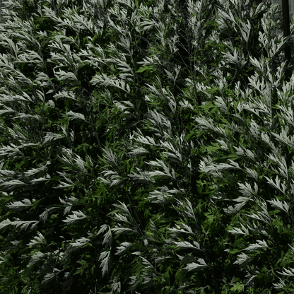 Mugwort – 200 Seeds