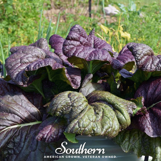 Osaka Purple Mustard – 100 Seeds