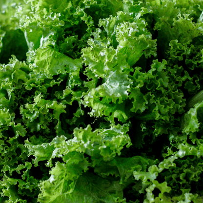 Mustard Greens Seeds
