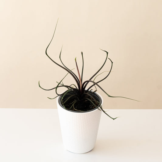 Mythic® Tentacular™
