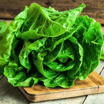 Parris Island Cos Lettuce – 500 Seeds