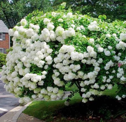 Pee Gee Hydrangea Seeds - Beautiful Attractive Showy and Hardy Perennial Flowers