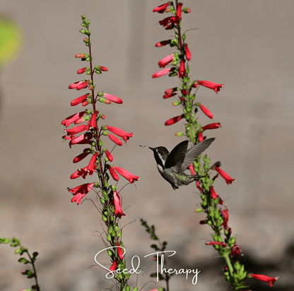 Firecracker Penstemon – 100 Seeds