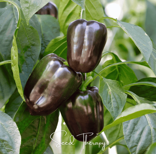 Chocolate Beauty Bell Pepper – 30 Seeds