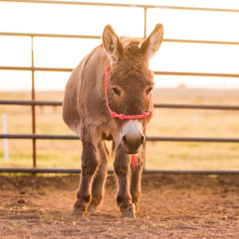 Stiff 4 Knot Clinician Training Halter
