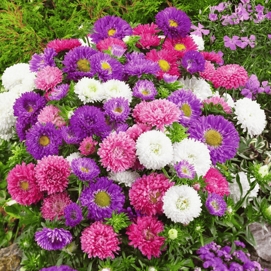 Powder Puff Aster – 50 Seeds