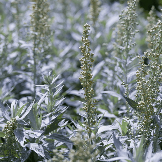 Prairie Sage – 100 Seeds
