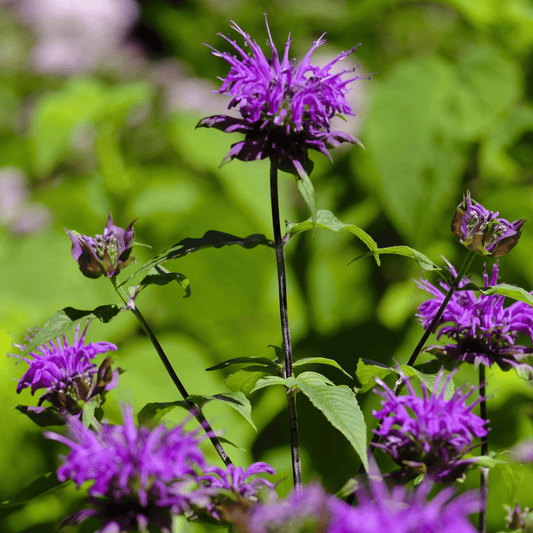 Purple Bee Balm – 50 Seeds