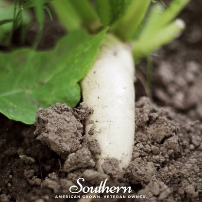 White Icicle Radish – 100 Seeds