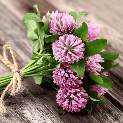 Red Clover – 200 Seeds