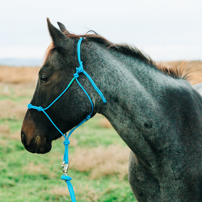 Stiff 4 Knot Clinician Training Halter