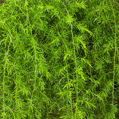 Sprengeri Asparagus Fern – 15 Seeds