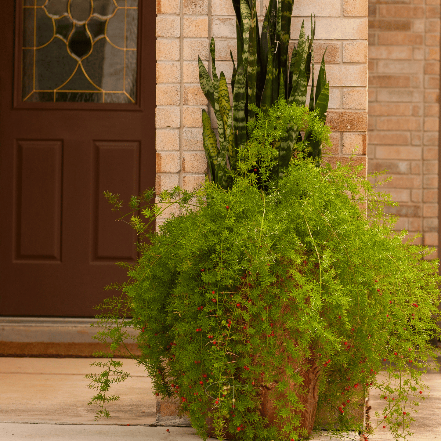 Sprengeri Asparagus Fern – 15 Seeds