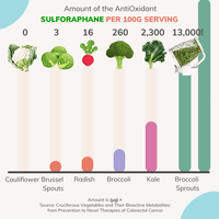 Sprout Spout Broccoli Starter Kit: Sprout Spout + 4oz or 1lb seeds + Free Sprout Scoop