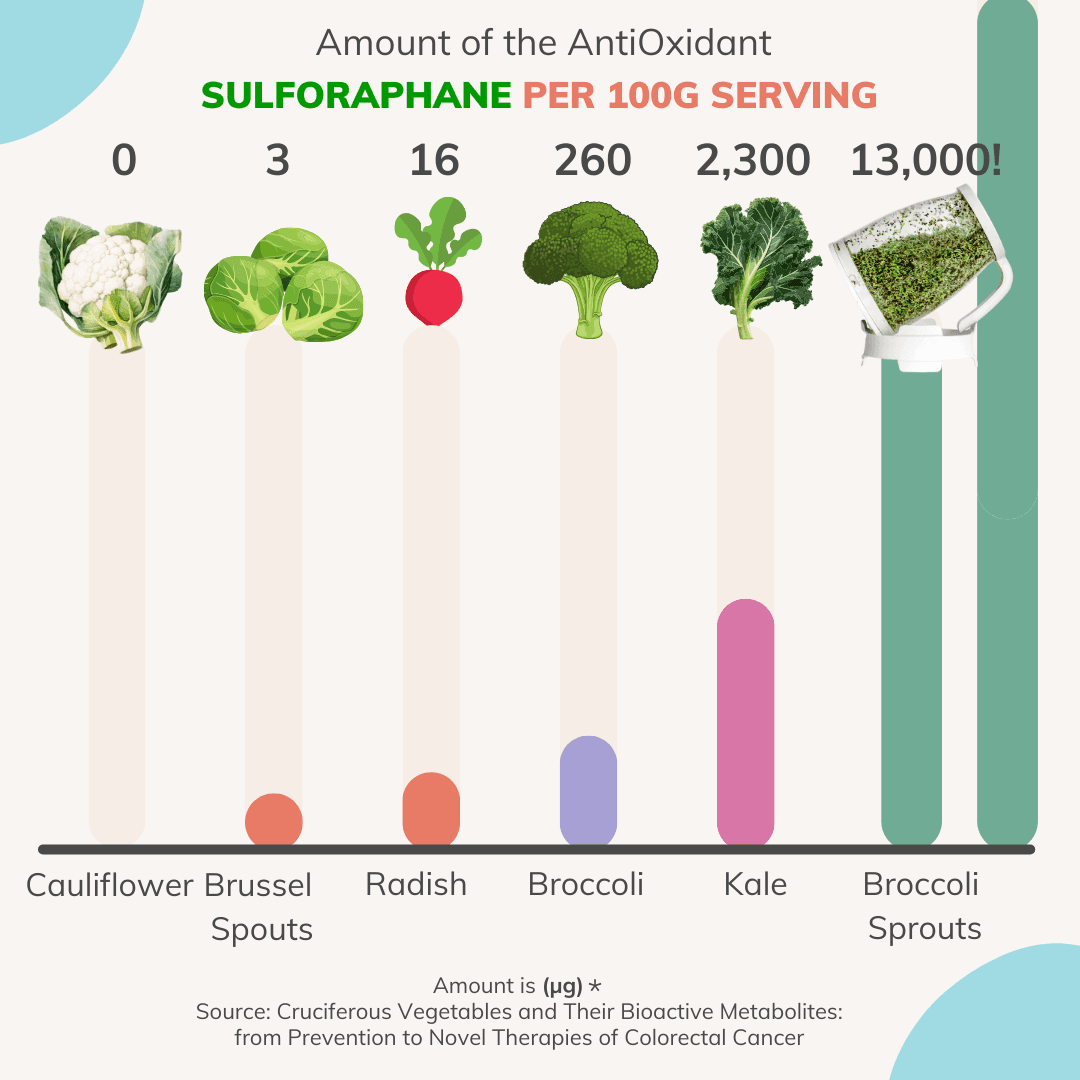Sprout Spout Broccoli Starter Kit: Sprout Spout + 4oz or 1lb seeds + Free Sprout Scoop